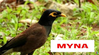 Common Myna [upl. by Kally]