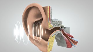 El viaje del sonido al cerebro [upl. by Dee]