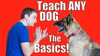 Training Tips for Dogs [upl. by Oeht]