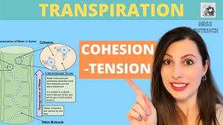 Transpiration and CohesionTension Theory Cohesion and adhesion in the transport of water in plants [upl. by Eiboj24]