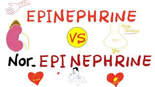 Epinephrine vs NorEpinephrine [upl. by Aguie]