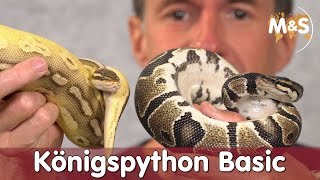 Königspython Basic  Python regius  Reptil TV [upl. by Odlabu956]