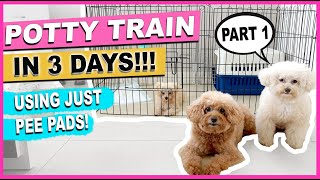 Poodle Training Tips [upl. by Anitnatsnok]