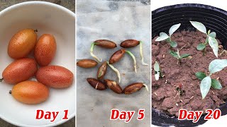 Tips to grow Elaeagnus latifolia from seeds germinate easily and quickly [upl. by Willa]