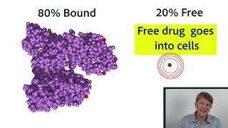 Pharmacokinetics Part 2 Distribution protein binding equilibrium [upl. by Nennarb]