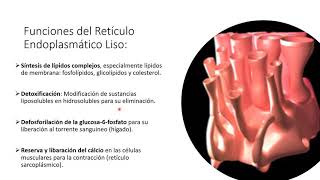 Funciones del Retículo Endoplasmático Liso [upl. by Nayra]