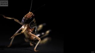 Epic Catapulting Locust In Slow Motion  BBC Earth Explore [upl. by Ailugram]