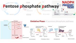 Pentose phosphate pathway [upl. by Leopoldine]