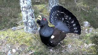 Wild Capercaillie display  Scotland Feb 2012 [upl. by Marchak]