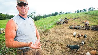 Pasture Perfect Pigs at Scale 400 [upl. by Nancee]