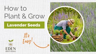 Lavender  How to Grow from Seed [upl. by Roath]