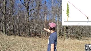 How to measure a trees height using a stick [upl. by Vinay452]