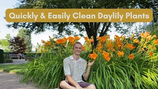 Cleaning Daylilies for Maximum Growth and Flowers [upl. by Jd]