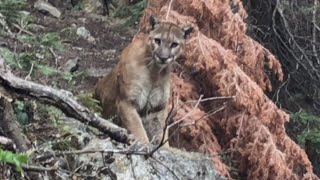 What to Do if Youre Ever Followed By a Mountain Lion [upl. by Carine852]