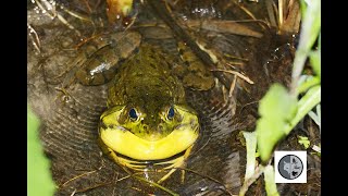 Chant de la grenouille verteGreen Frog song [upl. by Josephson685]