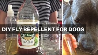 How To Make Natural Fly Repellent For Dogs [upl. by Gardia]