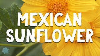 How to Grow  Mexican Sunflower Tithonia diversifolia [upl. by Notirb]