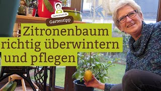 Zitronenbaum richtig überwintern und pflegen [upl. by Brigette]