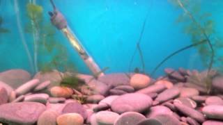 Zebra Danio Breeding  Laying eggs [upl. by Willdon]