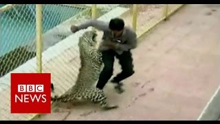 Leopard on the loose injures six while prowling around school in India  BBC News [upl. by Proulx]