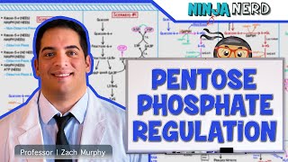 Metabolism  Regulation of Pentose Phosphate Pathway [upl. by Eniledgam499]