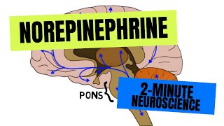 2Minute Neuroscience Norepinephrine [upl. by Kessiah403]