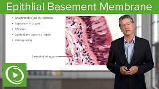 Epithlial Basement Membrane – Histology  Lecturio [upl. by Lacram]