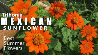 Tithonia Flower  Mexican Sunflower Plant care  Growing Tithonia Flower  Summer Flowers [upl. by Delphina172]