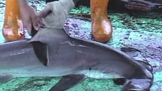 Over 73 Million Sharks Killed Every Year for Fins [upl. by Martinez]