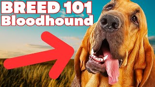 BREED 101 BLOODHOUND Everything You Need To Know About The BLOODHOUND [upl. by Layne105]