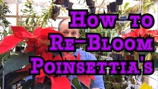 POINSETTIA CARE PT 2 HOW TO REBLOOM POINSETTIAS FOR NEXT WINTER amp 4 SEASONS OF CARE TIPS [upl. by Aldrich]