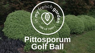 Pittosporum Golf Ball juin 2018 [upl. by Anilas55]