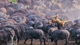 Stampeding Buffaloes Trample Lion [upl. by Squires]