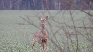 UN CHEVREUIL ABOIE  Capreolus capreolus [upl. by Margery]