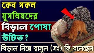 কেন সকল মুসলিমদের বিড়াল পোষা উচিত বিড়াল নিয়ে রাসুল সঃ কি বলেছেন  Alorpoth [upl. by Ensign122]