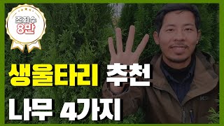 나무왕이 추천하는 생울타리 4가지  침엽수편 [upl. by Forlini]