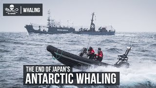 The End of Japans Antarctic Whaling [upl. by Sura]