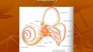 Vestibular System Anatomy [upl. by Rorie]