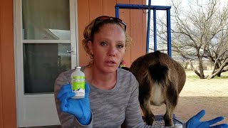 How To Give Goats CDampT Vaccination [upl. by Bledsoe642]