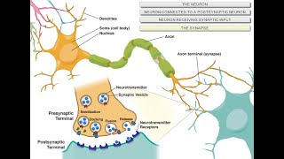 Intro to Neuroscience [upl. by Gilbye]