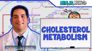 Metabolism  Cholesterol Metabolism [upl. by Anoirb]