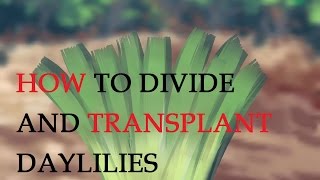 How to Divide and Transplant Daylilies [upl. by Rebmyk]