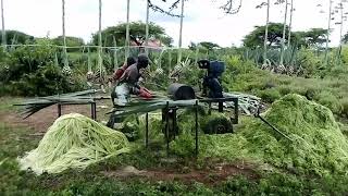 Sisal fibre production [upl. by Leahicm651]