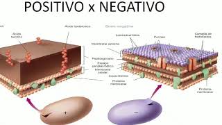 Aula 03 Microbiologia  Bactérias 2 [upl. by Andris242]