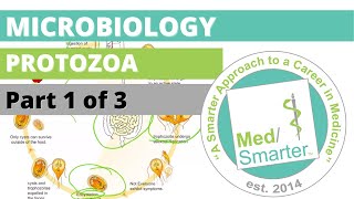 Protozoa  Microbiology  USMLE STEP 1  Part 1 of 3 [upl. by Eniarol]