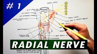 Radial Nerve  part 1  Anatomy Tutorial [upl. by Engelhart879]