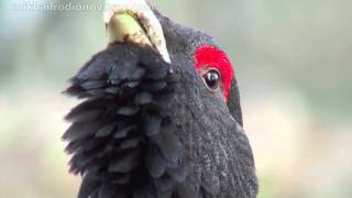 capercaillie [upl. by Silvie]