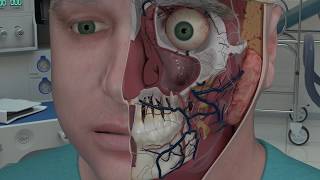 Anatomy of Internal Nose [upl. by Marilyn235]