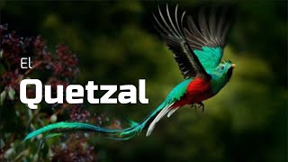 🟢TODO SOBRE EL QUETZAL [upl. by Nessah]