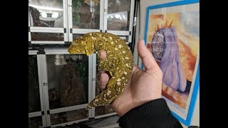 Giant Angry Gecko  Rhacodactylus Leachianus [upl. by Nirehtak323]